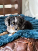 Ridley , a female Toy Australian Shepherd for sale in Stockton, UT – Photo 4 of 4