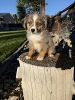 Aimu, a female Toy Australian Shepherd for sale in Stockton, UT – 2 of 3