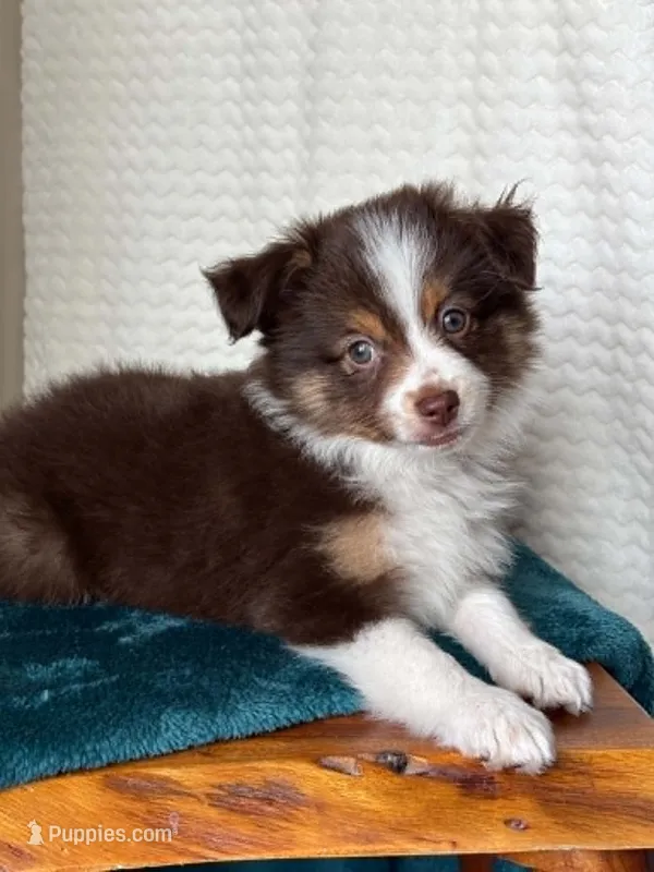 Nasa – Toy Australian Shepherd puppy for sale in Stockton, UT