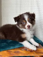 Nasa, a male Toy Australian Shepherd for sale in Stockton, UT – 1 of 5