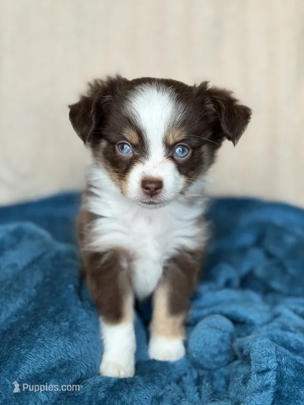 Eliza – Toy Australian Shepherd puppy for sale in Stockton, UT
