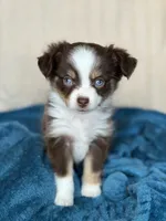 Eliza, a female Toy Australian Shepherd for sale in Stockton, UT – 1 of 3