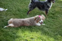 Thelma, a female Toy Australian Shepherd for sale in Stockton, UT – 3 of 7