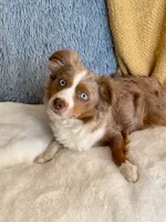 Thelma, a female Toy Australian Shepherd for sale in Stockton, UT – 4 of 7