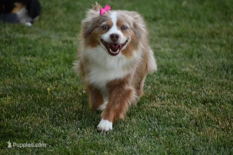 Thelma – Toy Australian Shepherd puppy for sale in Stockton, UT