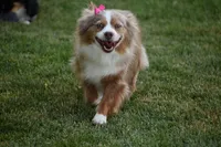 Thelma, a female Toy Australian Shepherd for sale in Stockton, UT – 1 of 7