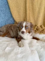 Thelma, a female Toy Australian Shepherd for sale in Stockton, UT – 6 of 7