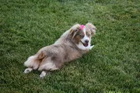Thelma, a female Toy Australian Shepherd for sale in Stockton, UT – 7 of 7