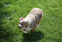 Thelma, a female Toy Australian Shepherd for sale in Stockton, UT – 2 of 7