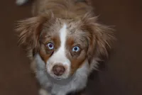 Thelma, a female Toy Australian Shepherd for sale in Stockton, UT – 5 of 7