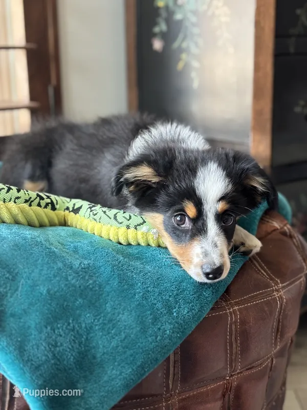 Vince – Toy Australian Shepherd puppy for sale in Stockton, UT