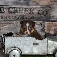 Rogue, a male Toy Australian Shepherd for sale in Stockton, UT – Photo 4 of 4