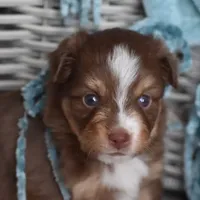 Rogue, a male Toy Australian Shepherd for sale in Stockton, UT – Photo 2 of 4