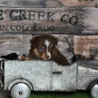 Rogue, a male Toy Australian Shepherd for sale in Stockton, UT – Photo 3 of 4