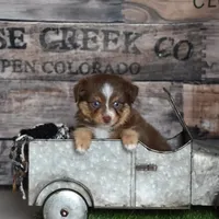 Rogue, a male Toy Australian Shepherd for sale in Stockton, UT – Photo 1 of 4