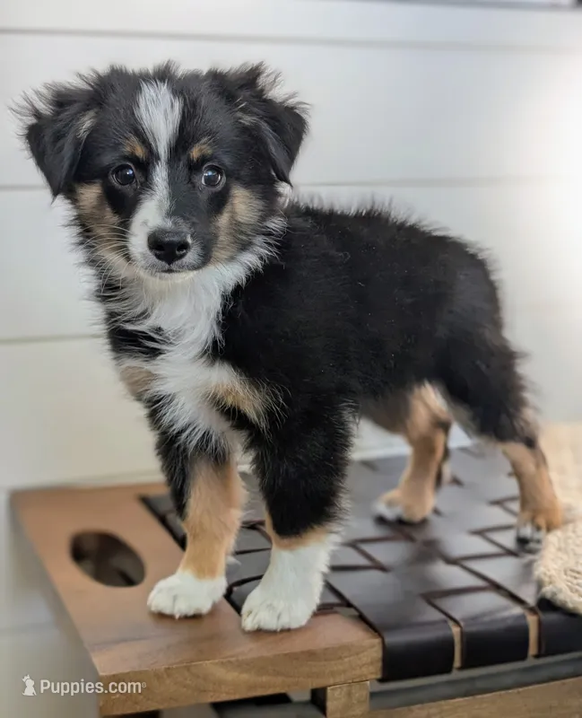 Nyjah – Toy Australian Shepherd puppy for sale in Stockton, UT