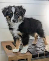 Nyjah, a male Toy Australian Shepherd for sale in Stockton, UT – 1 of 2