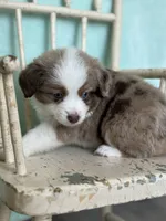 Kirin, a male Toy Australian Shepherd for sale in Stockton, UT – 2 of 3