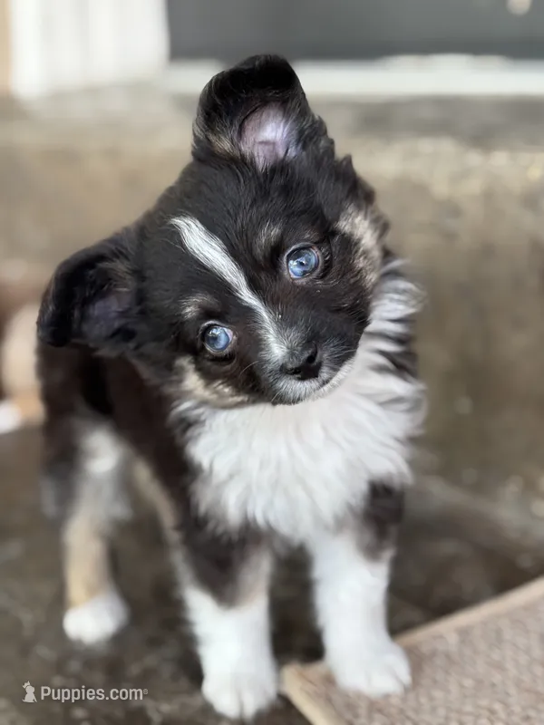 Fletcher – Toy Australian Shepherd puppy for sale in Stockton, UT
