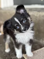Fletcher, a male Toy Australian Shepherd for sale in Stockton, UT – 1 of 3