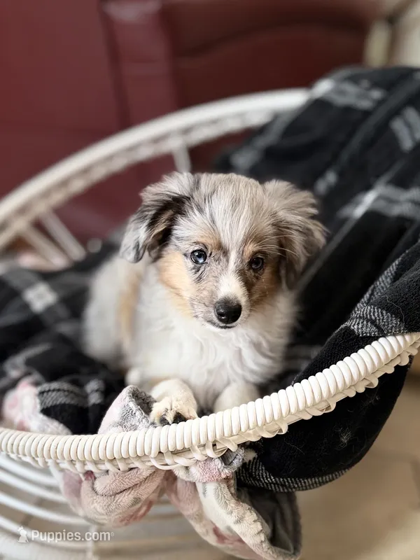 Cash – Toy Australian Shepherd puppy for sale in Stockton, UT
