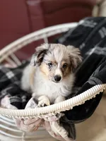 Cash, a male Toy Australian Shepherd for sale in Stockton, UT – 1 of 4