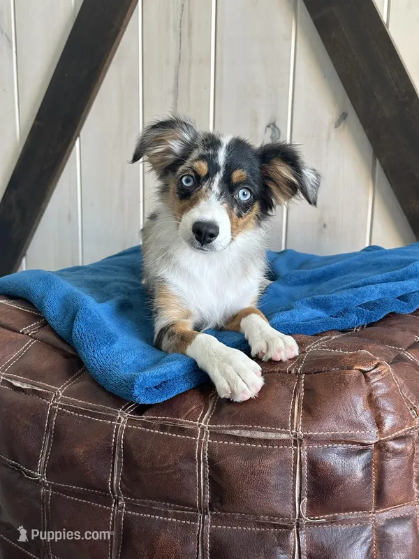 Pentagon – Toy Australian Shepherd puppy for sale in Stockton, UT