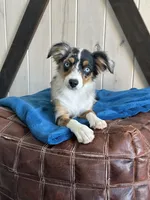 Pentagon, a female Toy Australian Shepherd for sale in Stockton, UT – 1 of 1