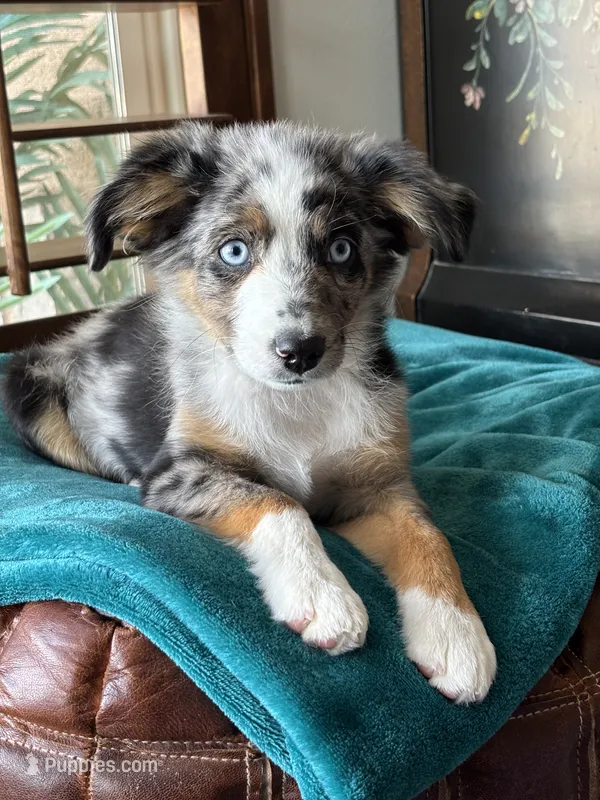 Hampshire – Toy Australian Shepherd puppy for sale in Stockton, UT