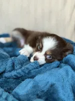 Eliza, a female Toy Australian Shepherd for sale in Stockton, UT – 3 of 3