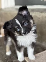 Fletcher, a male Toy Australian Shepherd for sale in Stockton, UT – 3 of 3