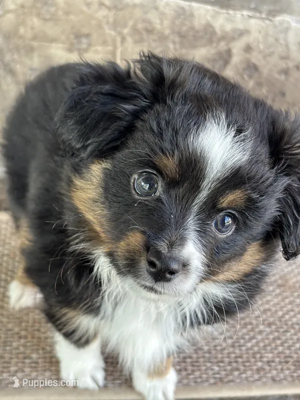 Raquelle – Toy Australian Shepherd puppy for sale in Stockton, UT