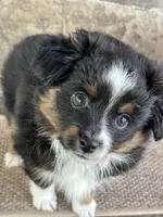 Raquelle, a female Toy Australian Shepherd for sale in Stockton, UT – 1 of 1