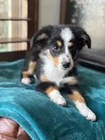 Vince, a male Toy Australian Shepherd for sale in Stockton, UT – 3 of 3