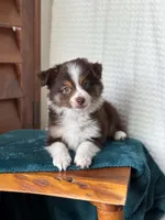 Nasa, a male Toy Australian Shepherd for sale in Stockton, UT – 3 of 5