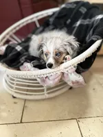 Cash, a male Toy Australian Shepherd for sale in Stockton, UT – 4 of 4