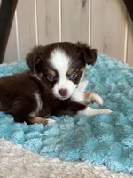 Eliza, a female Toy Australian Shepherd for sale in Stockton, UT – 2 of 3