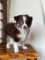 Nasa, a male Toy Australian Shepherd for sale in Stockton, UT – 4 of 5