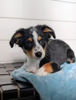 Vince, a male Toy Australian Shepherd for sale in Stockton, UT – 2 of 3