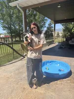Nyjah, a male Toy Australian Shepherd for sale in Stockton, UT – 2 of 2
