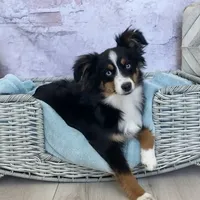 Ozzy, a male Toy Australian Shepherd for sale in Stockton, UT – Photo 2 of 4