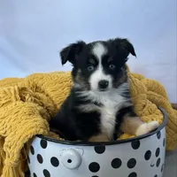 Ozzy, a male Toy Australian Shepherd for sale in Stockton, UT – Photo 3 of 4