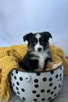 Ozzy, a male Toy Australian Shepherd for sale in Stockton, UT – Photo 3 of 4