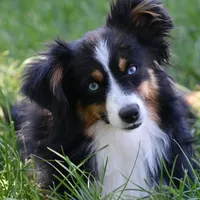 Ozzy, a male Toy Australian Shepherd for sale in Stockton, UT – Photo 1 of 4