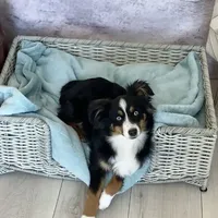 Ozzy, a male Toy Australian Shepherd for sale in Stockton, UT – Photo 4 of 4