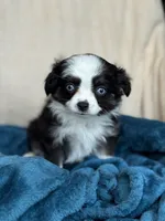 Libby, a female Toy Australian Shepherd for sale in Stockton, UT – 2 of 3