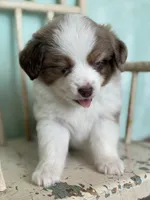 Kirin, a male Toy Australian Shepherd for sale in Stockton, UT – 3 of 3