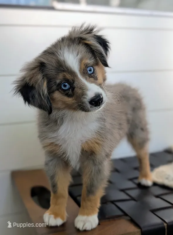 Aimu – Toy Australian Shepherd puppy for sale in Stockton, UT