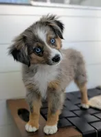 Aimu, a female Toy Australian Shepherd for sale in Stockton, UT – 1 of 3
