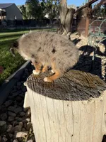 Aimu, a female Toy Australian Shepherd for sale in Stockton, UT – 3 of 3